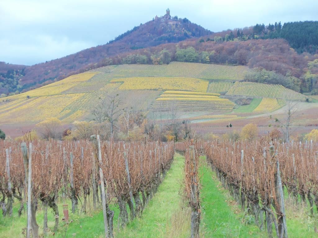 Apartment Route Du Vin Centre Alsace Orschwiller Pokoj fotografie